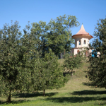 Cibulka